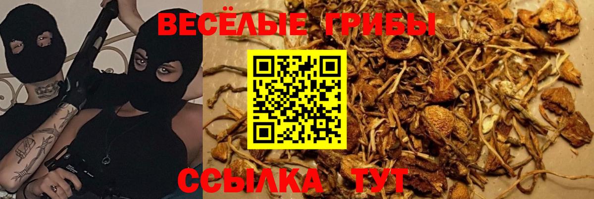 Белогорск  Псилоцибиновые грибы Cubensis  сколько стоит  Вход с VPN 